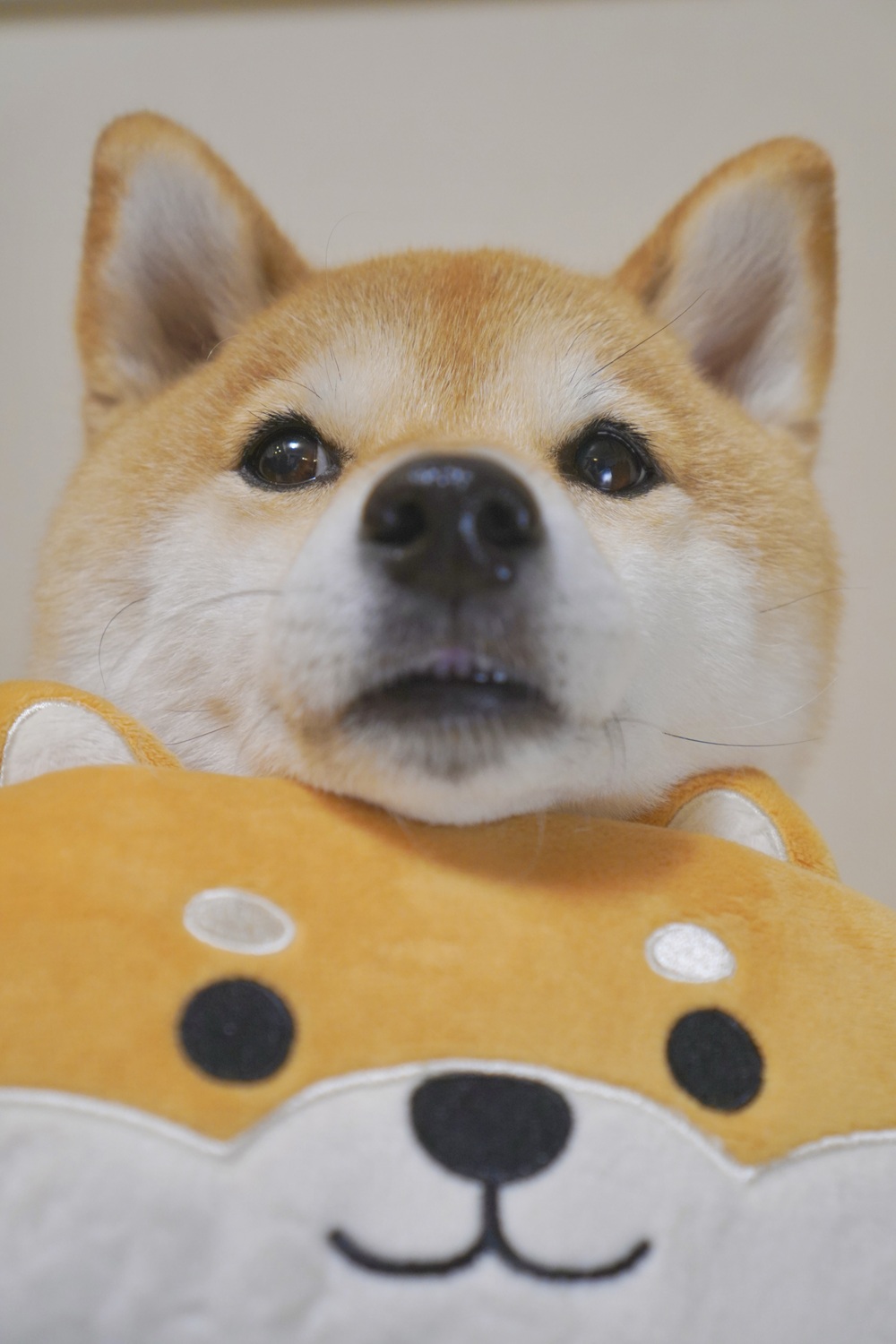 あごのせトイ柴1