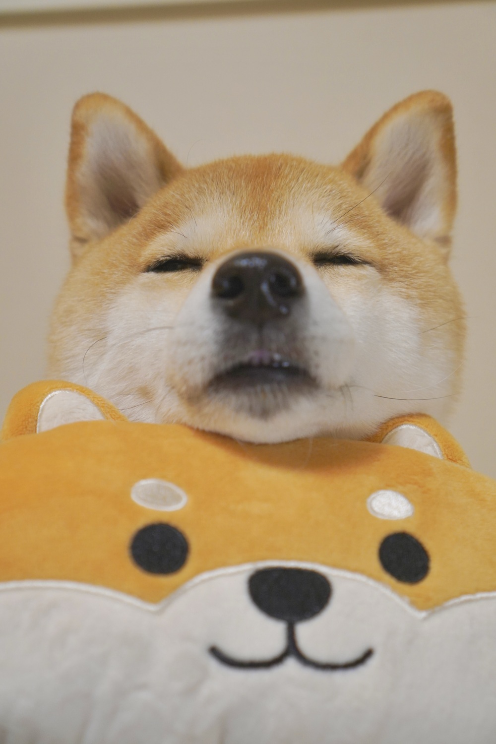 あごのせトイ柴2