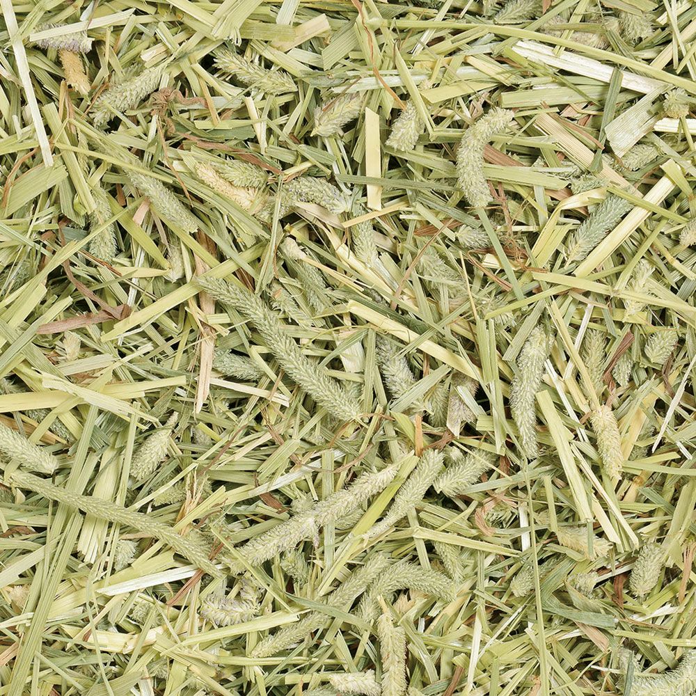 チモシーカット