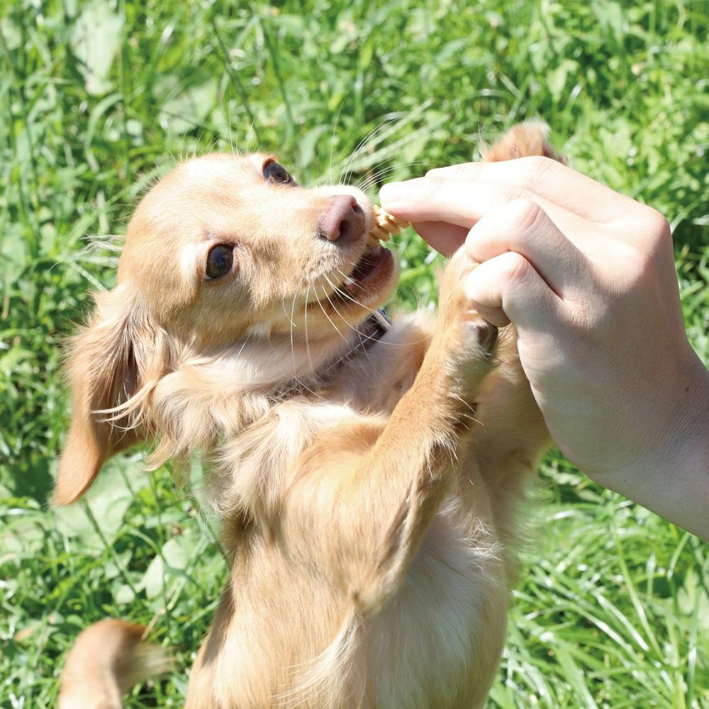  フォーキャンス デンティ・スリーフェアリー EX Sサイズ 体重3～7kg 小型犬用