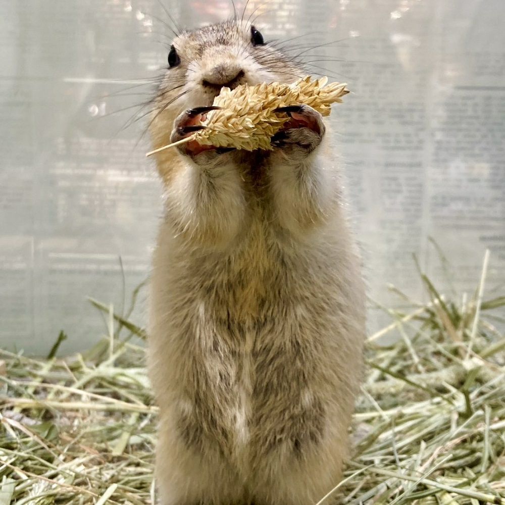 P2 国産 カナリーシードの穂 40g