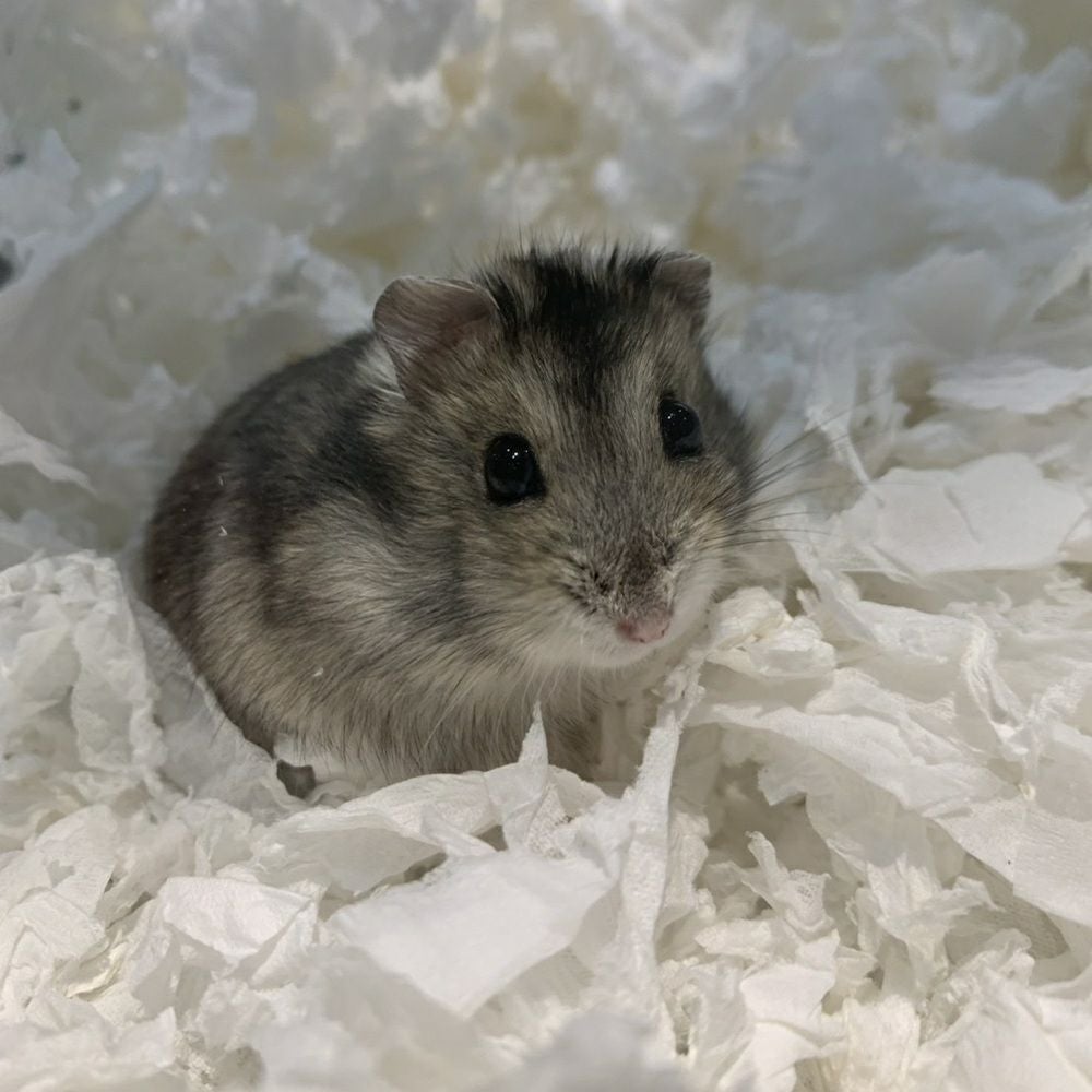 P2 ハムズベッド ふんわり雲気分 450g