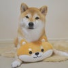 P2 あごのせトイ 柴犬