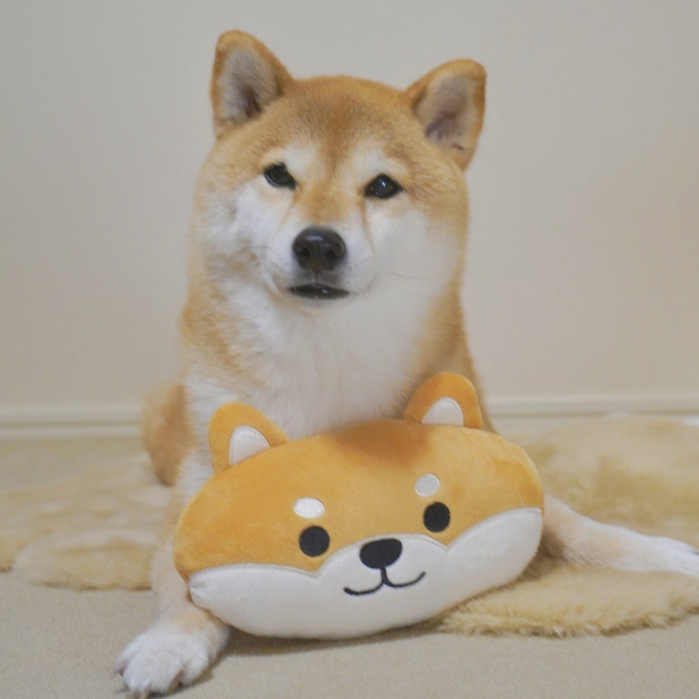 P2 あごのせトイ 柴犬