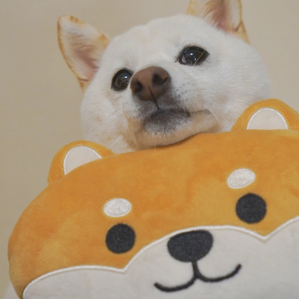 P2 あごのせトイ 柴犬