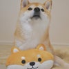 P2 あごのせトイ 柴犬